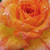 Oranžna - Mini - pritlikave vrtnice - Baby Darling